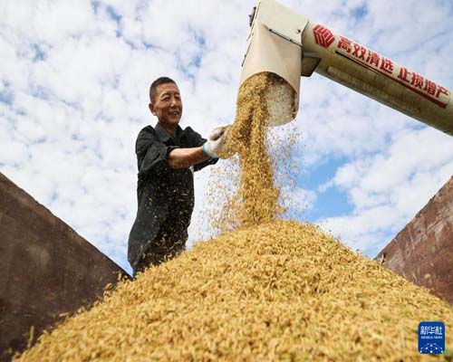  新華全媒+豐收圖